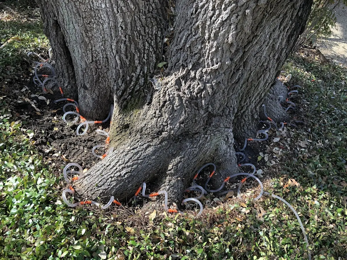 Detailed Tree Cabling and Bracing job site in Potter