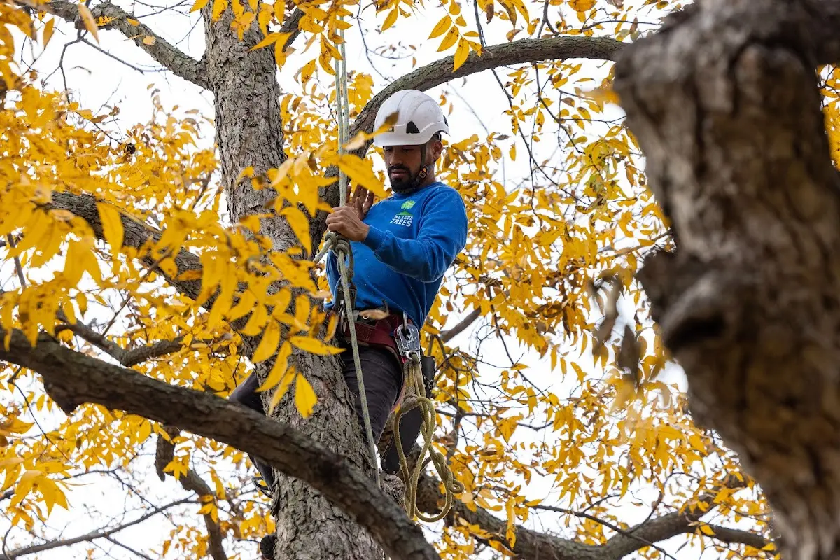 Skilled Tree Planing crew working in Potter